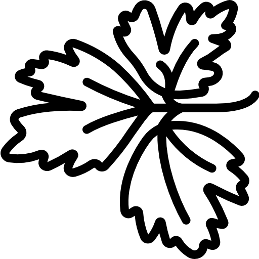 سبزی روکولا تازه